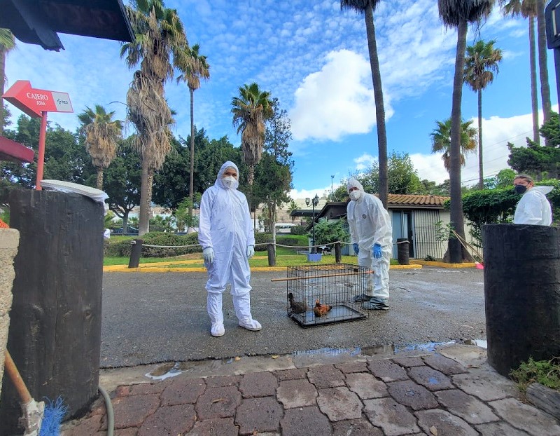Senasica protección avicultura