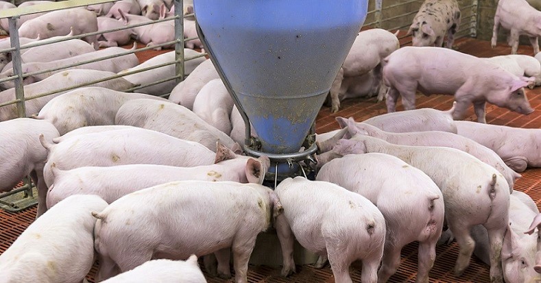 Pugna Sader por Proteger Producción Nacional