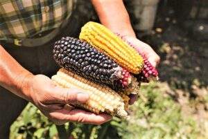 Herramientas en el T-MEC para defender nuestra diversidad de maíz