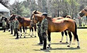 Certifican pureza de raza de equinos de Santa Gertrudis Chihuahua