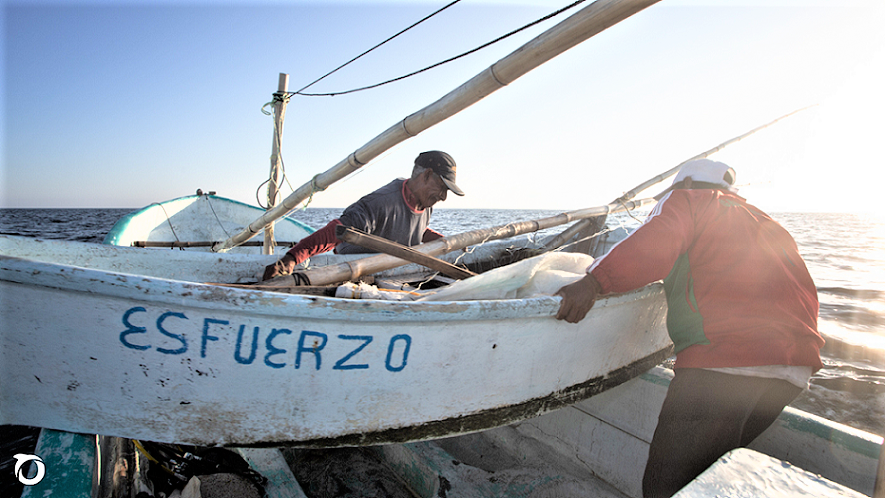 Necesaria la Norma de Trazabilidad de Pescados y Mariscos