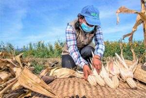 ©JUAN PABLO ZAMORA /AGRICULTURA