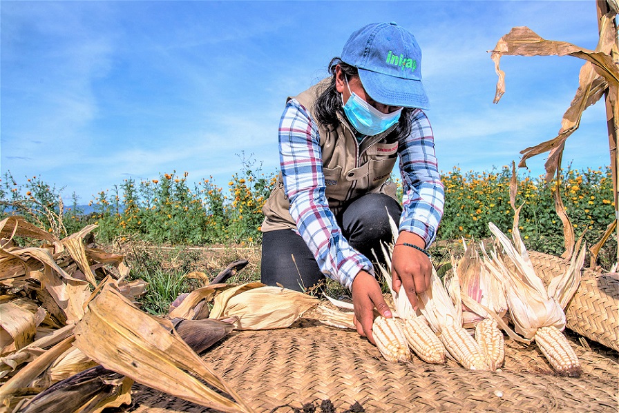 ©JUAN PABLO ZAMORA /AGRICULTURA