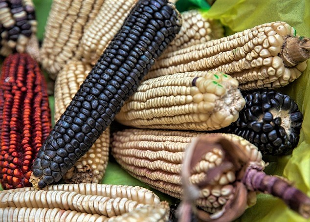 México defenderá con datos duros posición sobre glifosato y maíz biotecnológico