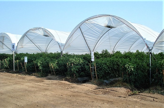 Reto de la agricultura protegida erradicar el trabajo forzoso e infantil