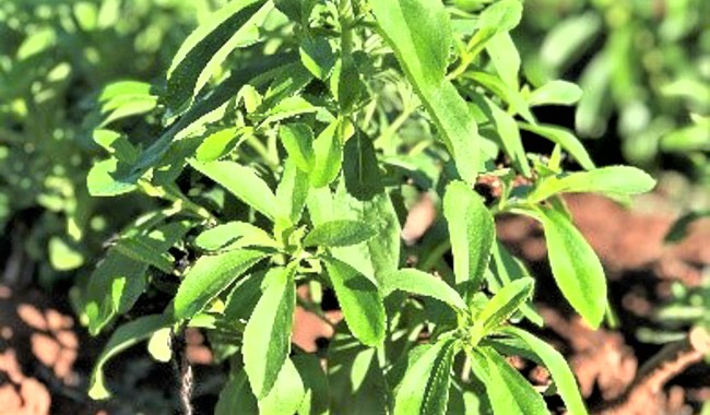 Estevia en Nayarit fuente adicional de ingresos a pequeños productores