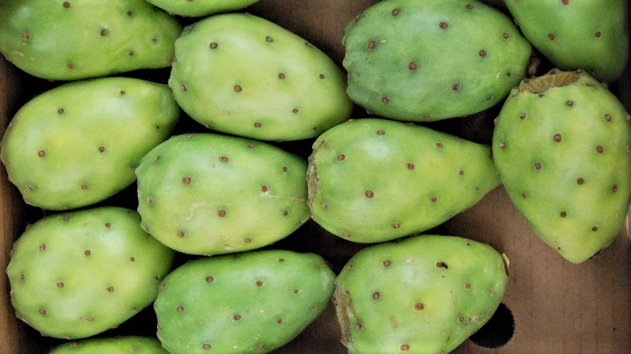 Temporada plena de la fruta nacional: la tuna