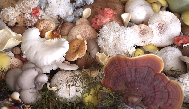 El hongo silvestre comestible fuente de ingresos para recolectores