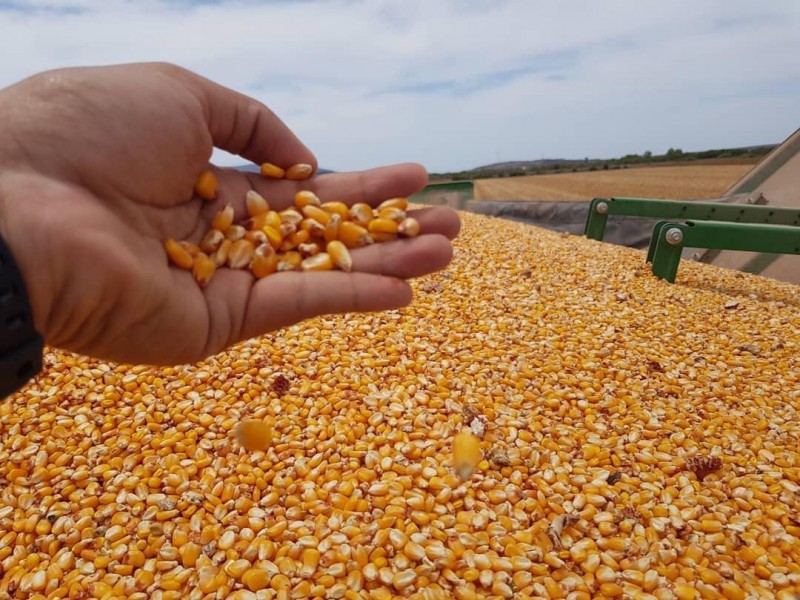 Avanza sin restricciones importación de maíz amarillo: Sader
