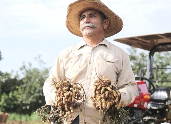 El cacahuate joya agronómica y alimentaria