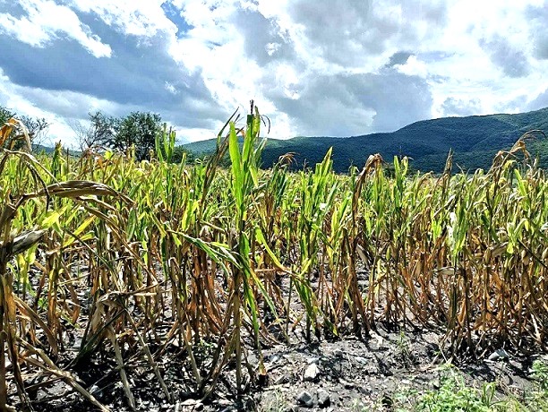 El dilema mexicano: usar o no maíz transgénico de Bayer-Monsanto