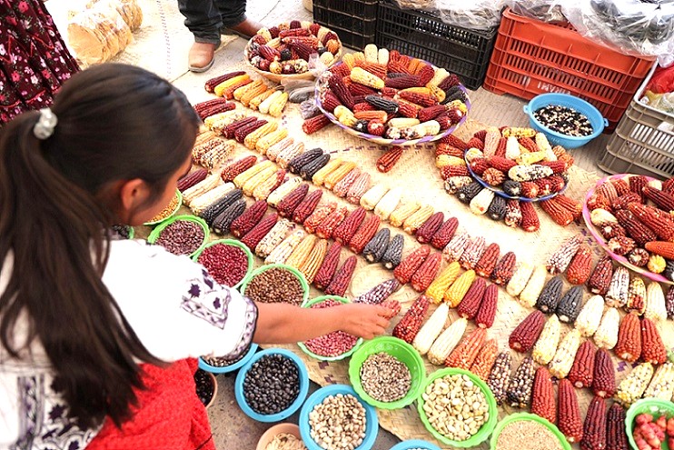 Intercambio y mejoramiento de semillas nativas en Oaxaca