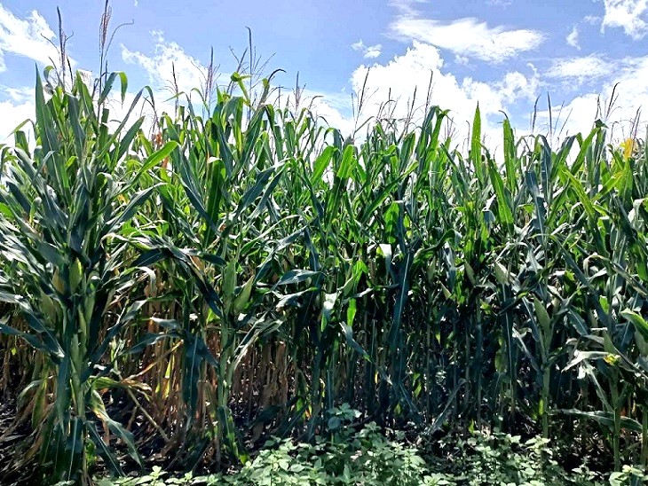 Comprobación científica de EUA a inocuidad de maíz exportado a México