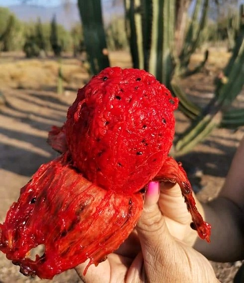 Eventual desaparición del sistema productivo de Pitaya