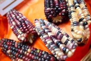 Riesgo a proyecto de juez de prohibir siembra de maíz (GM) y glifosato