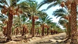 Cooperación de Kuwait para fomentar cultivos en zonas áridas