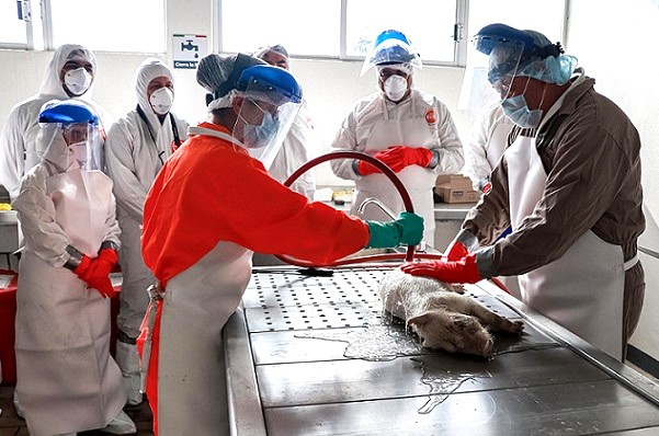 Analizan productores cárnicos de América del Norte reglas de origen