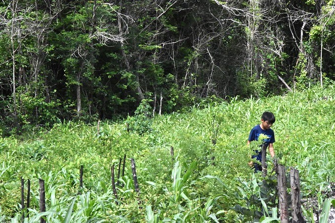 Financiamiento de FAO a proyectos agroalimentarios en México