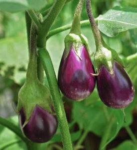 Avanza México como tercer exportador mundial de berenjena