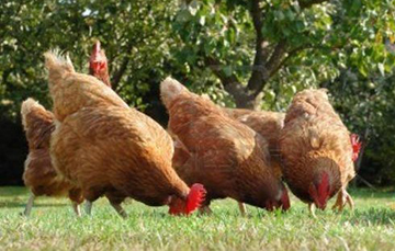 Aumentará México este año la producción de carne de pollo