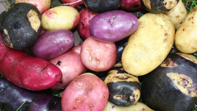 La papa oro blanco del patrimonio agrícola, parte de la alimentación mundial