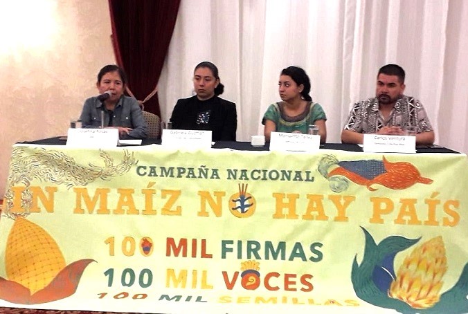 Restringen acceso al panel de controversias por maíz transgénico