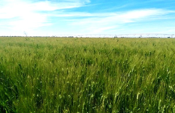 Llaman agricultores de Sonora a Sader intervenir por bajos precios de granos