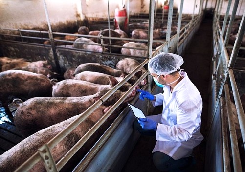 Desafío económico a productores enfermedades en porcinos