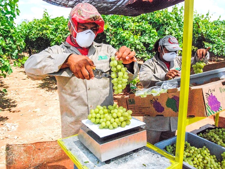Viveros vitivinícolas en México certificados por gobierno francés