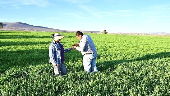 Cebada CIMMyT