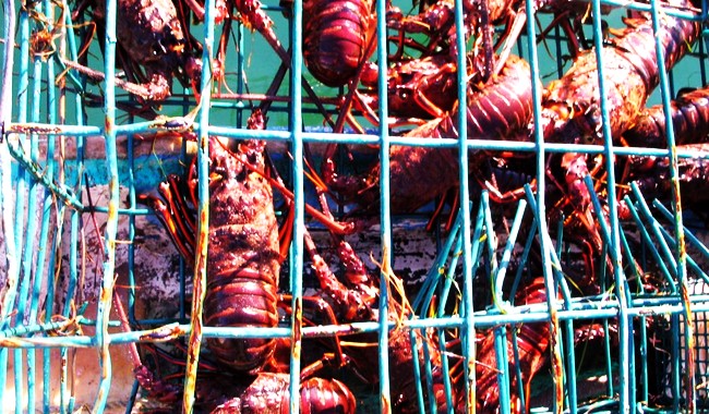 Inician vedas y aprovechamiento de especies marinas y acuícolas en mayo