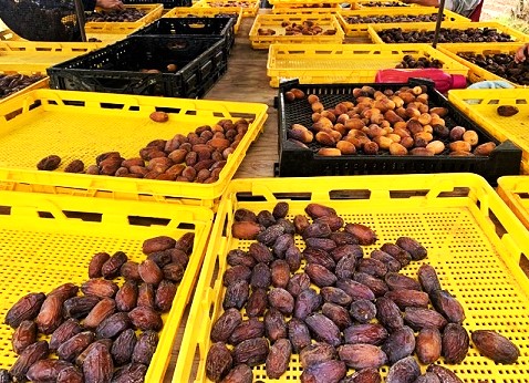 Exportaciones de dátil alcanzan los 11 millones dólares