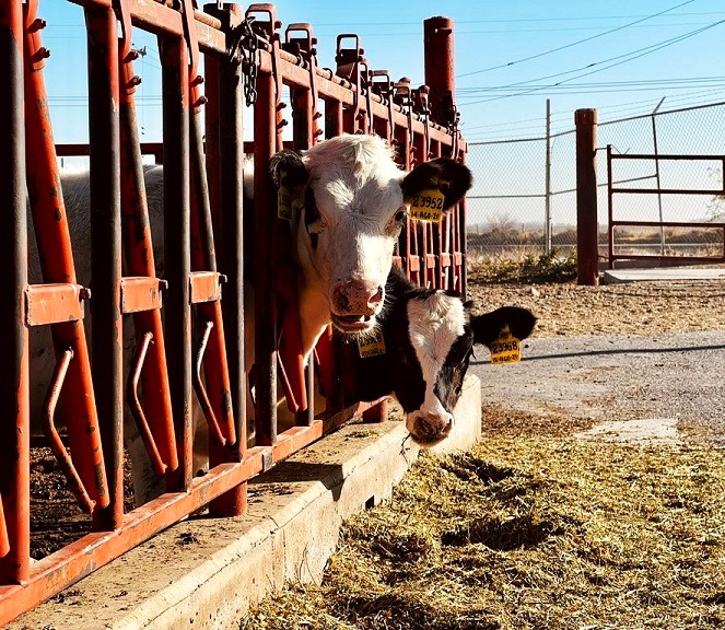 Sector agropecuario sustento de la actividad económica del país: INEGI