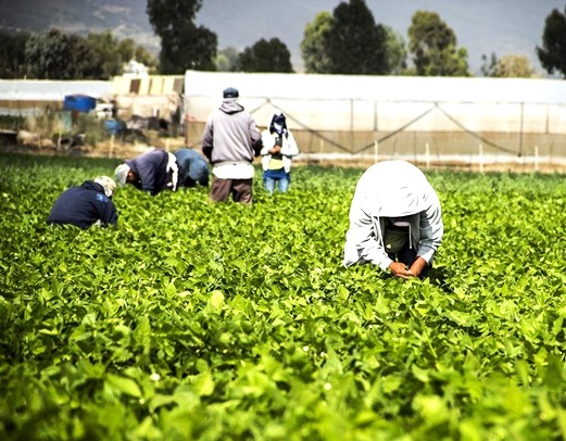 Inician paro laboral trabajadores agrícolas de California por las redadas