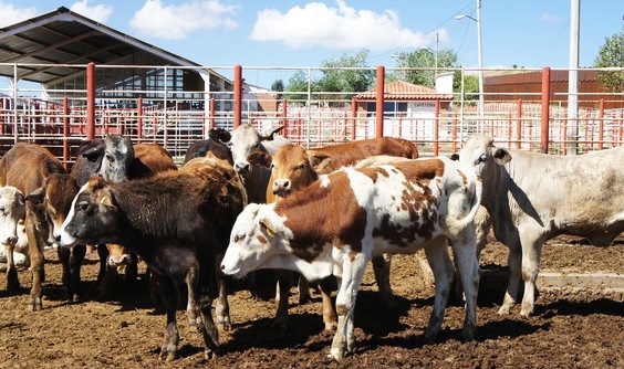 Llaman productores a Senasica detener permisos para importar ganado de CA