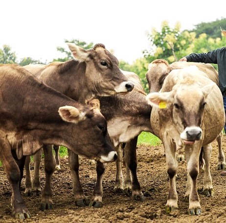 Inmoviliza Sader hacia el norte ganado de Nicaragua propiedad de SuKarne