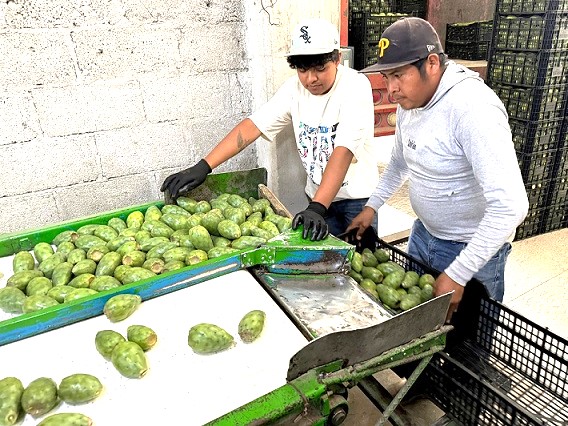 Inició exportación de nopal y tuna de Puebla a McAllen, Texas