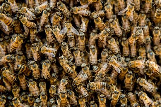 Atención con mayor rigor a la mortandad de abejas por plaguicidas