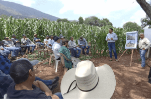 Capacitación maíz amarillo