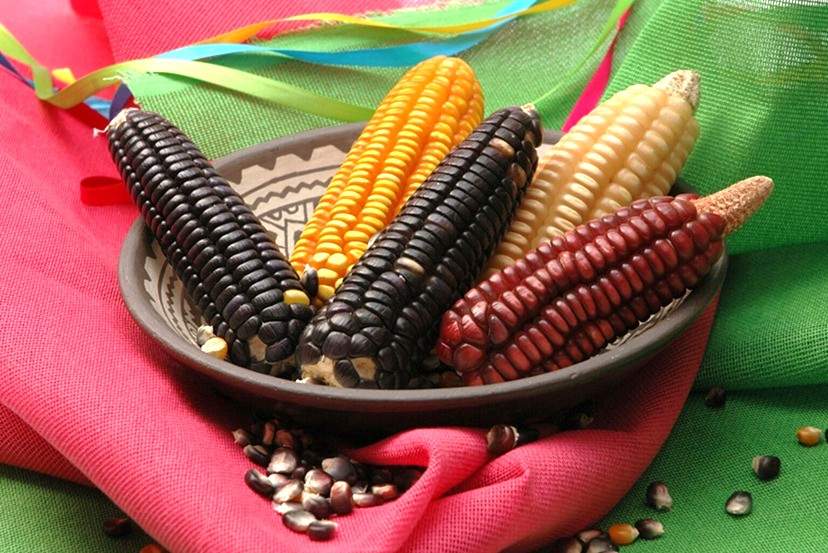 Mazorca CIMMYT