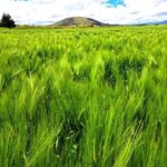 Cebada CIMMYT
