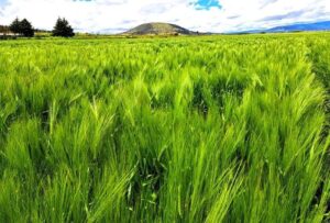 Cebada CIMMYT