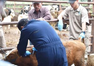 Suspenden movilidad de ganado procedente del sur del país