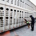 Confirma Sader restricciones a la movilidad de ganado