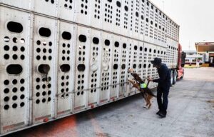 Confirma Sader restricciones a la movilidad de ganado