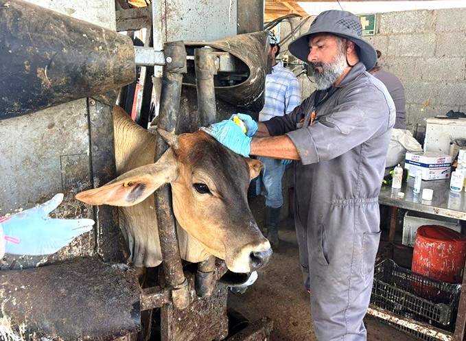 Responsabilidad compartida la erradicación del GBG: Sader