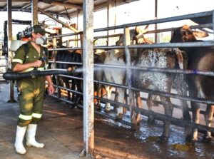 Disminuir los brotes de GBG no significa erradicación