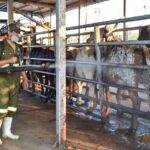 Más de 50% de estados con GBG, escala riesgo para la ganadería