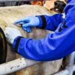 Casos de gusano barrenador en Edomex y Tamaulipas