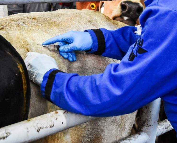 Casos de gusano barrenador en Edomex y Tamaulipas